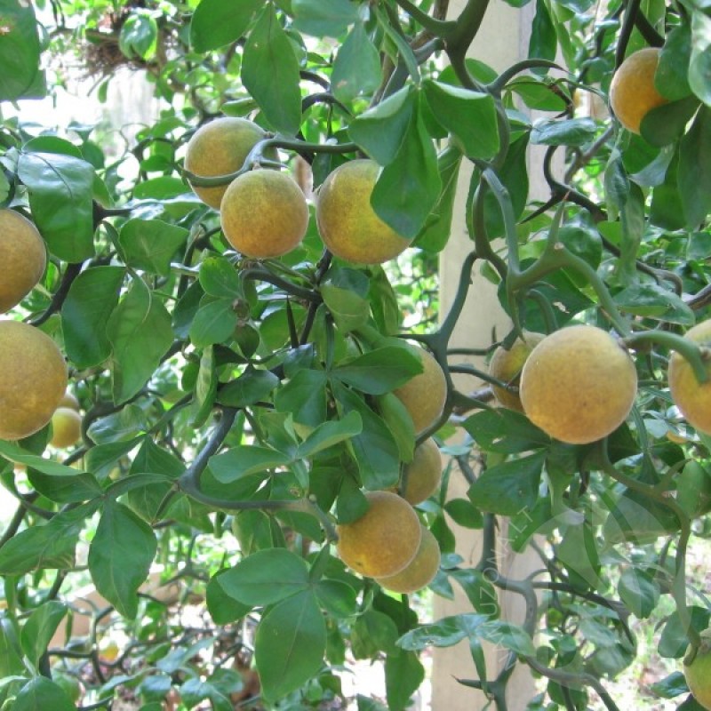 Apelsinas kartusis (Poncirus Citrus Trifoliata) sėklos - 10 vnt. (#462)