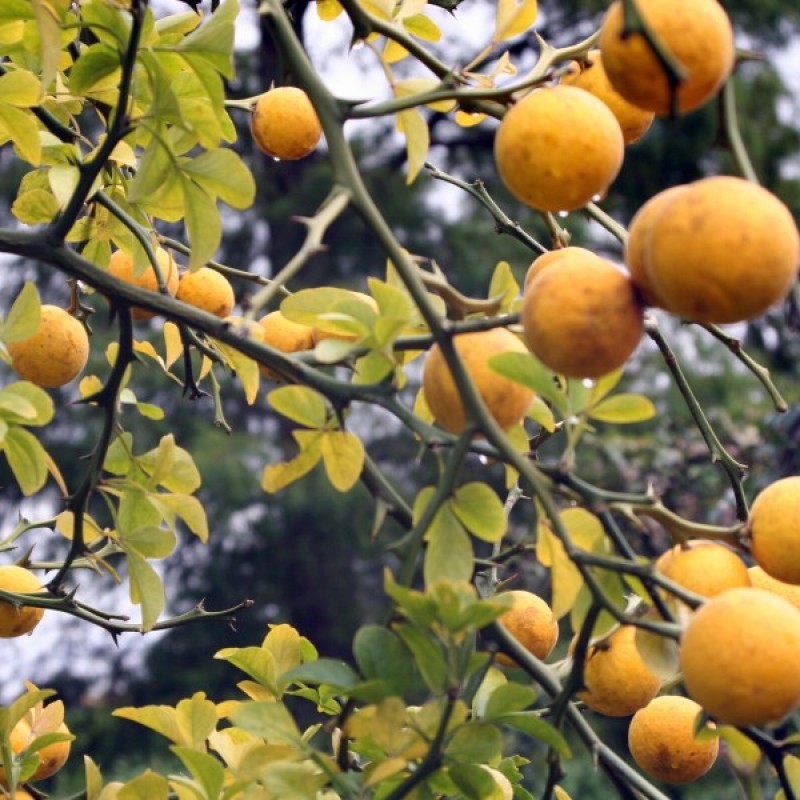Apelsinas kartusis (Poncirus Citrus Trifoliata) sėklos - 10 vnt. (#462)