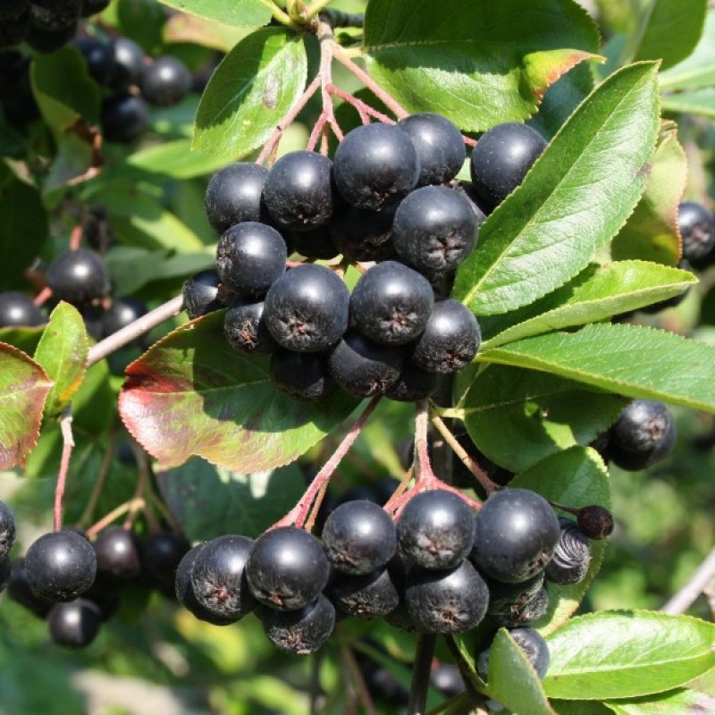 Black Chokeberry (Aronia Melanocarpa) 25 seeds (#170)