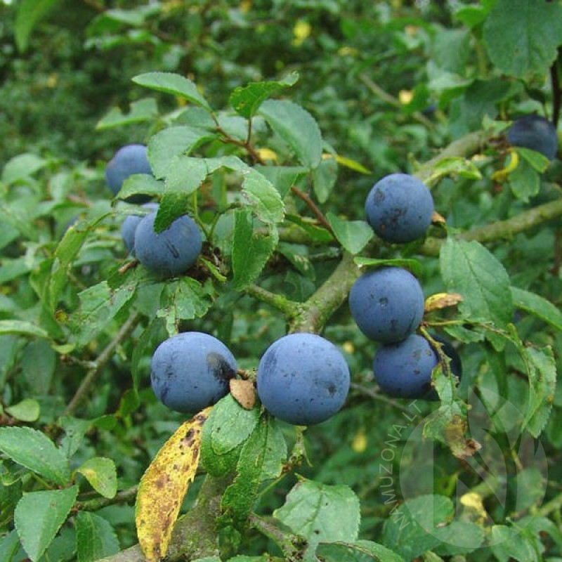 Slyva dygioji (Prunus Spinosa) sėklos - 10 vnt (#79)