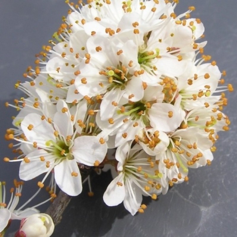 Blackthorn / Sloe (Prunus Spinosa) 10 seeds (#79)