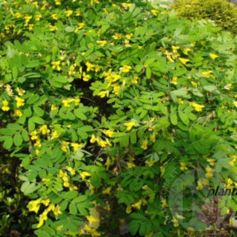Bladder Senna (Colutea Arborescens) 25 seeds (#104)