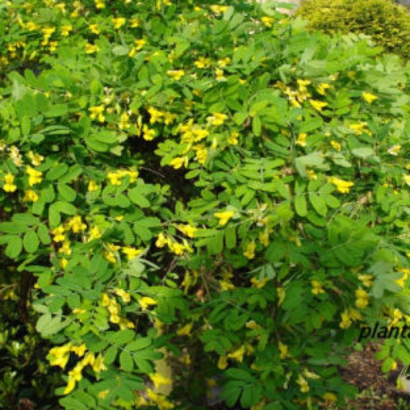 Bladder Senna (Colutea Arborescens) 25 seeds (#104)