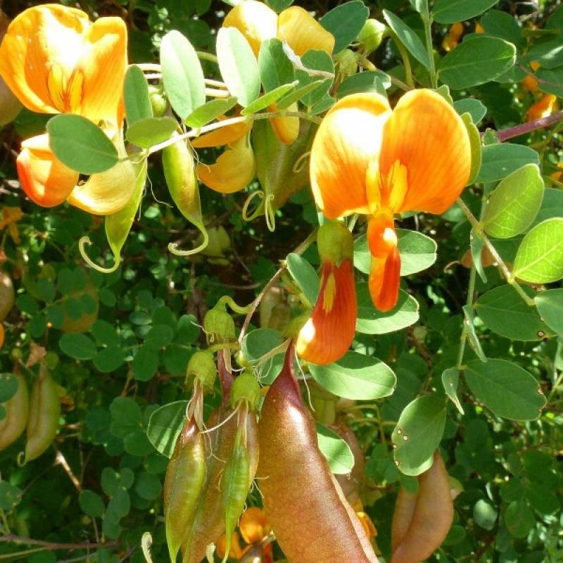 Pūslius krūminis (Colutea Arborescens) sėklos - 25 vnt (#104)