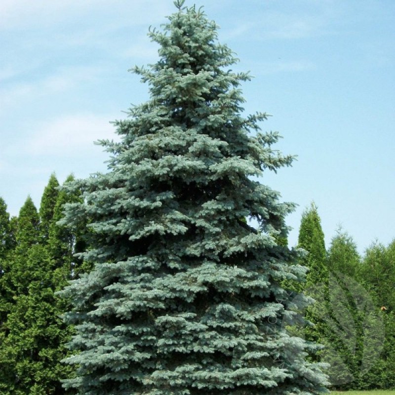 Eglė sidabrinė dygioji (Picea Pungens Glauca) sėklos - 20 vnt. (#245)