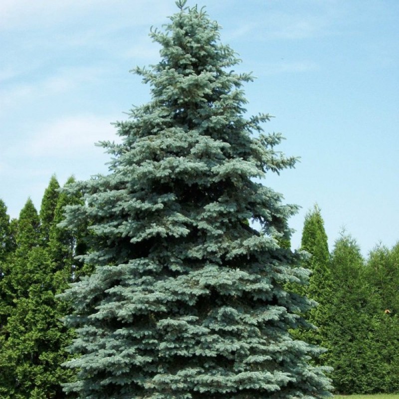Eglė sidabrinė dygioji (Picea Pungens Glauca) sėklos - 30 vnt (#245)
