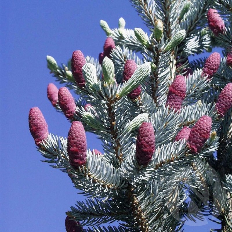 Blue Spruce (Picea Pungens Glauca) 20 seeds (#245)