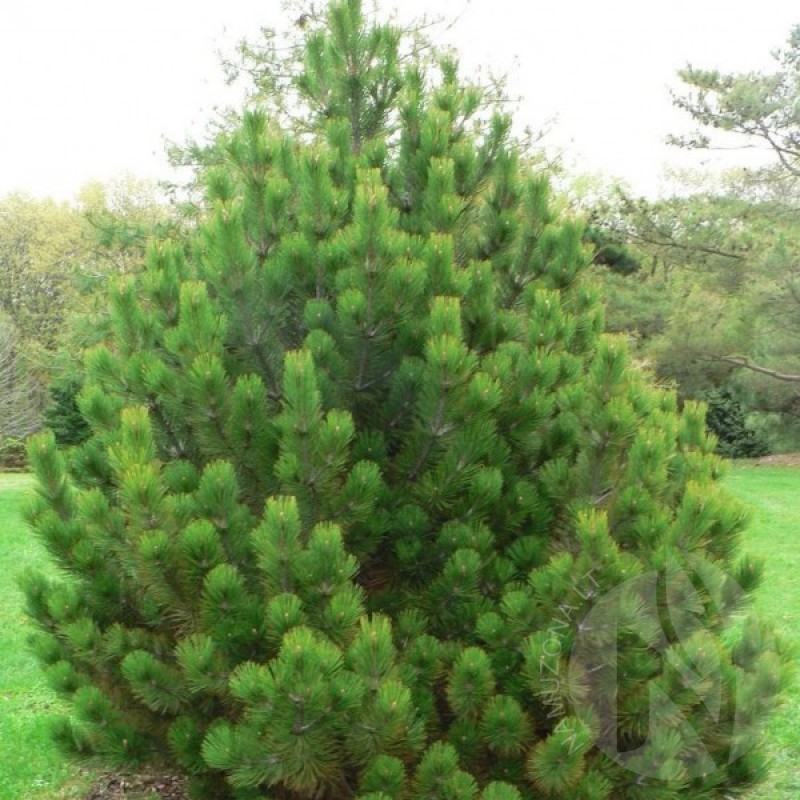 Baltažievė pušis (Pinus Heldreichii Leucodermis) sėklos - 10 vnt. (#423)