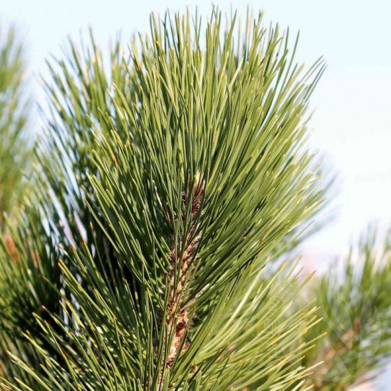 Baltažievė pušis (Pinus Heldreichii Leucodermis) sėklos - 10 vnt. (#423)