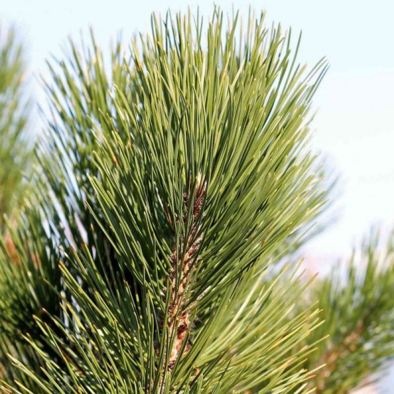 Baltažievė pušis (Pinus Heldreichii Leucodermis) sėklos - 15 vnt. (#423)