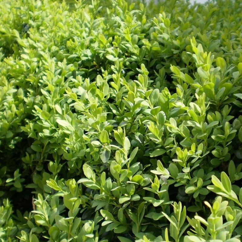 Buksmedis paprastasis (Buxus Sempervirens) sėklos - 15 vnt (#17)