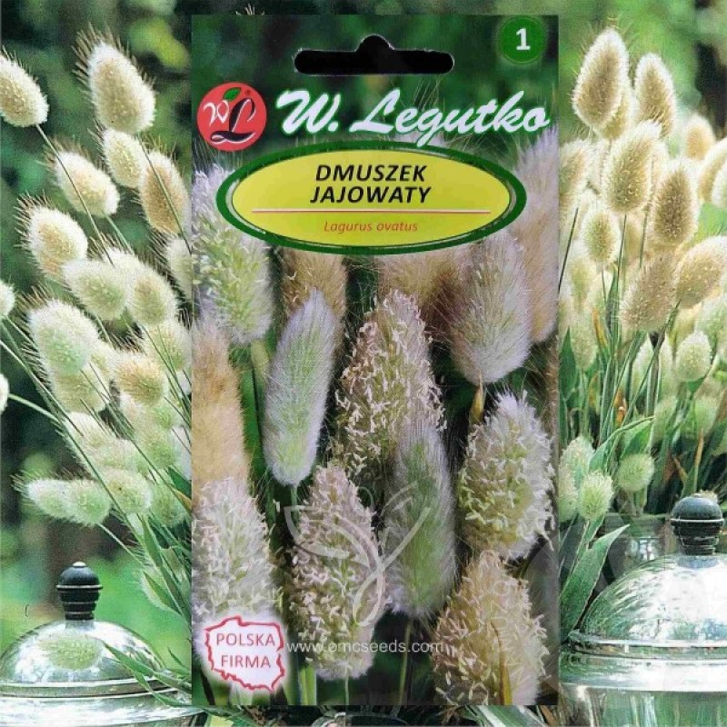 Bunny Tall Grass (Lagurus Ovatus) 200 seeds (#1064)