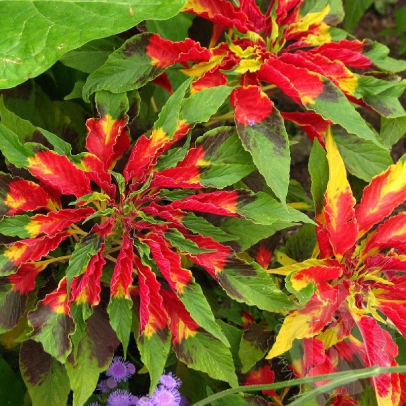 Chinese Spinach ThreeColor (Amaranthus Tricolor Finesse) 200 seeds (#2221)