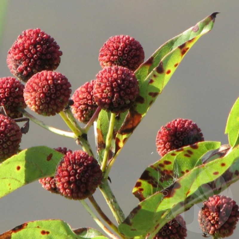 Button Bush (Cephalanthus Occidentalis) 20 seeds (#394)