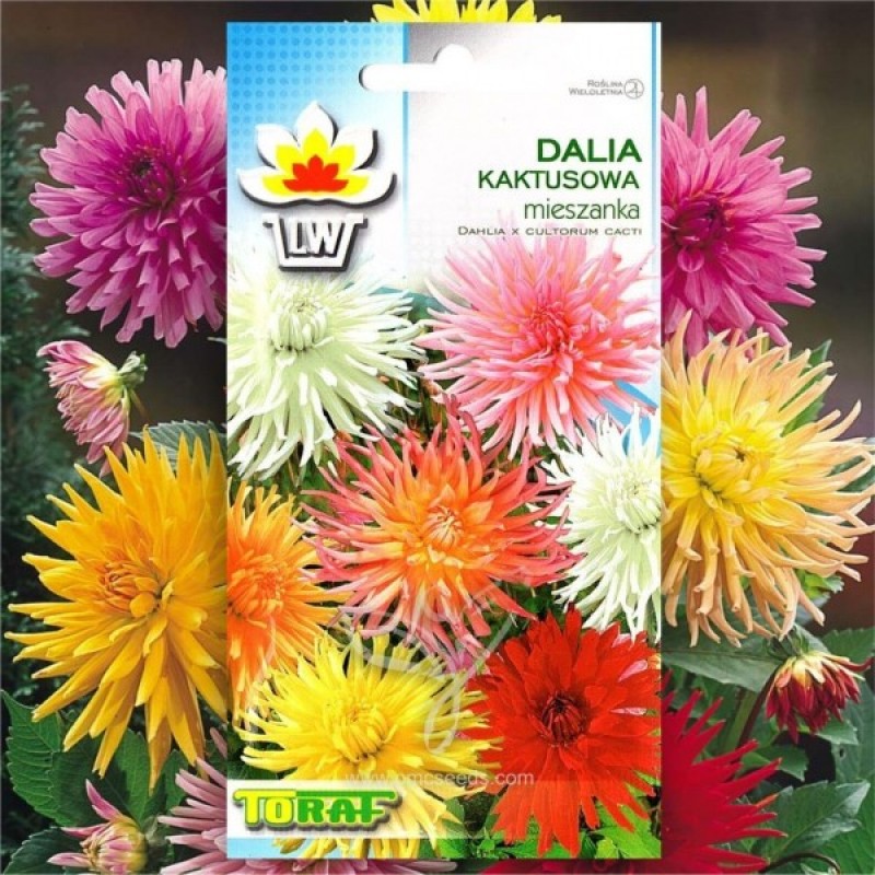 Cactus Dahlia (Dahlia x cultorum cacti mix) 40 seeds (#1670)