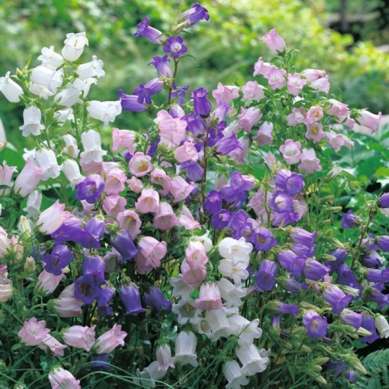 50 pure white heirloom Campanula canterbury bells perennial seeds