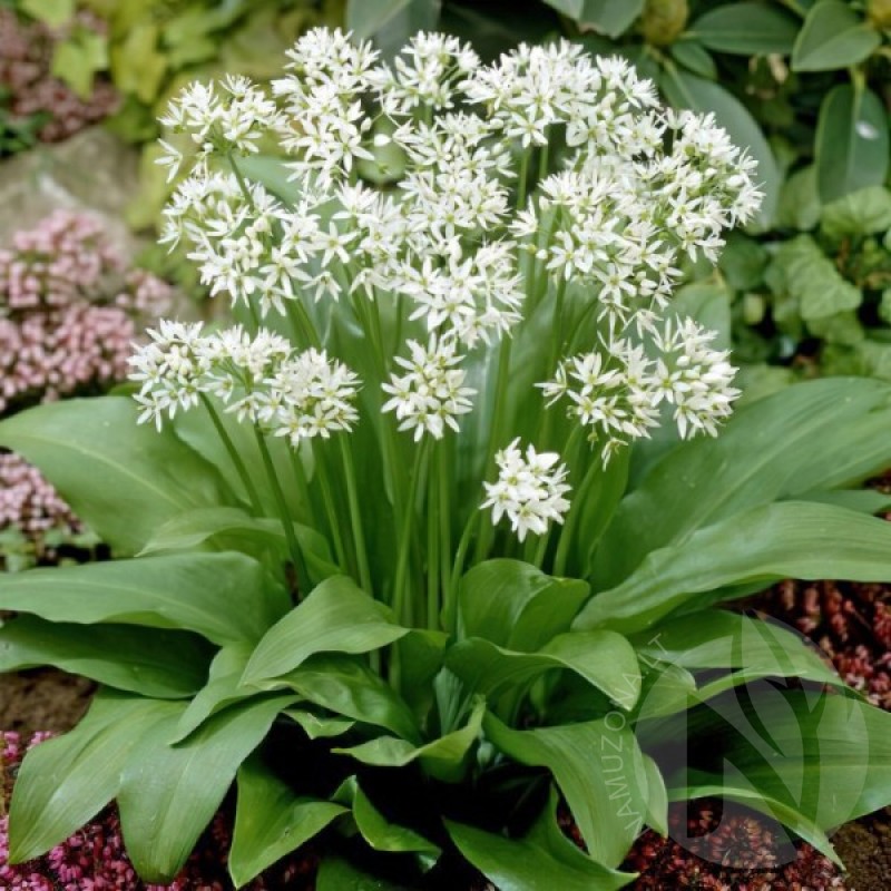 Česnakas meškinis (Allium Ursinum) sėklos - 25 vnt. (#1117)