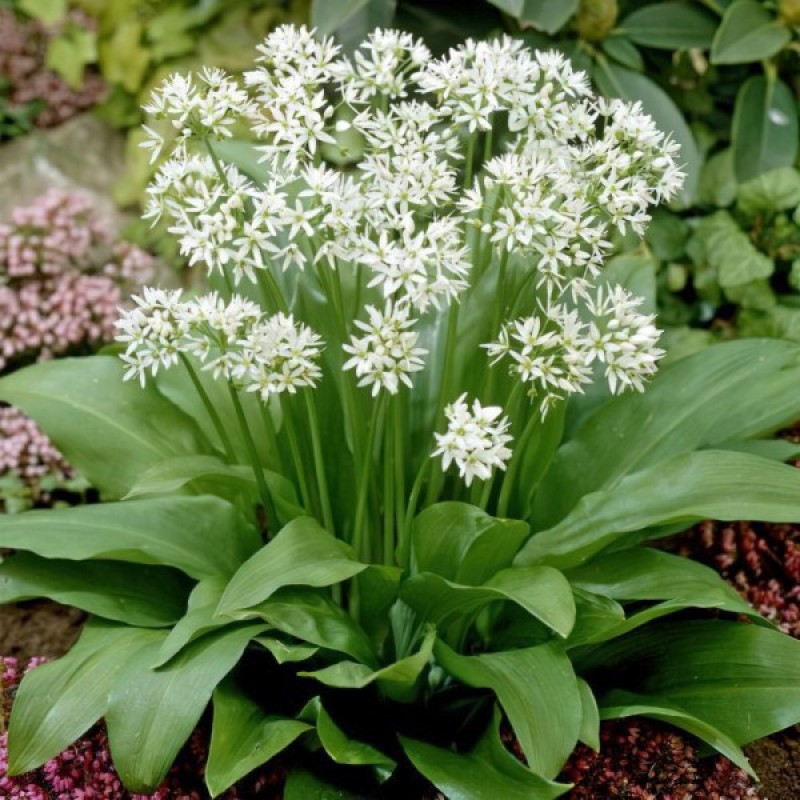 Česnakas meškinis (Allium Ursinum) sėklos - 25 vnt. (#1117)