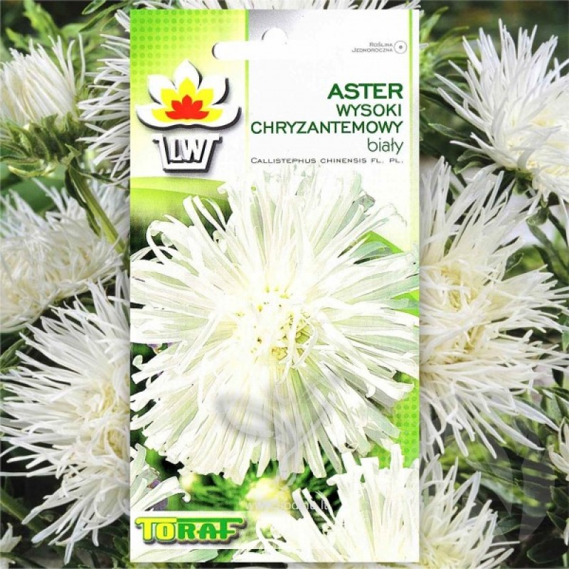 China Aster (Callistephus Chinensis Needle white) 250 seeds (#954)