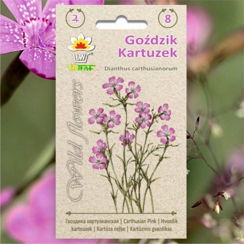 Cartusian Pink (Dianthus carthusianorum) 100 seeds (#928)