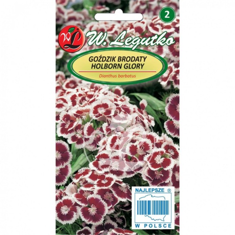 DOAVANA! Gvazdikas kininis (Dianthus Chinensis Holborn Glory) sėklos - 150 vnt (#1764)