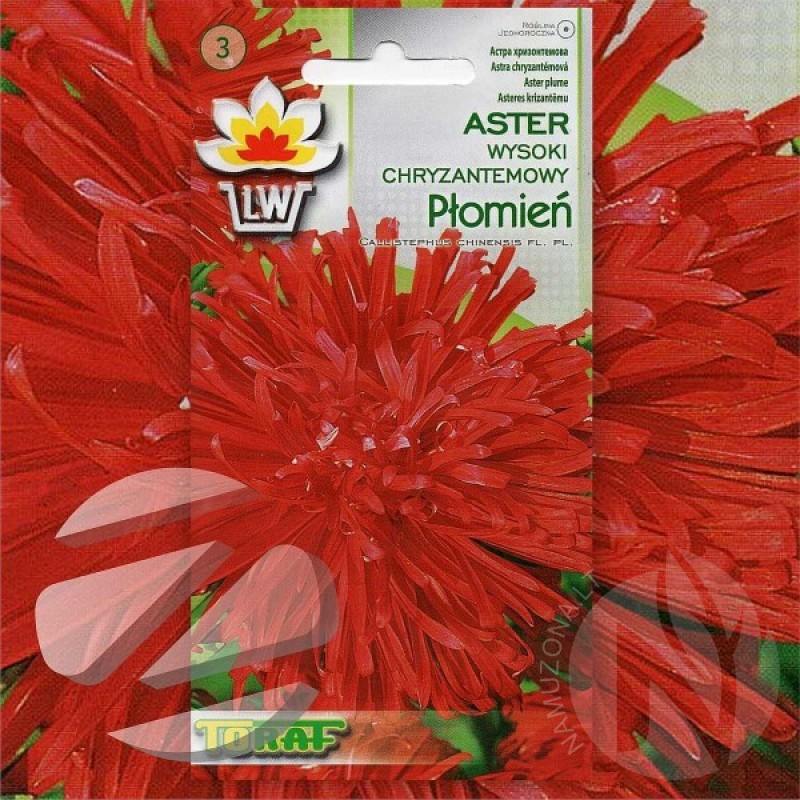 Chinese Aster (Callistephus Chinensis Flame) 250 seeds (#1045)