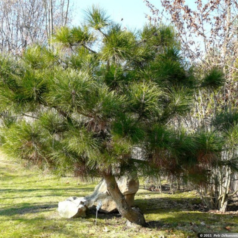 Pušis baltasėklė (Pinus Tabuliformis) sėklos - 10 vnt. (#185)