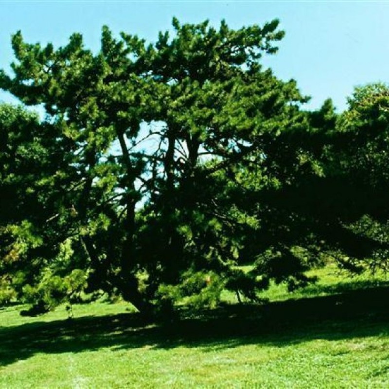 Chinese Red Pine (Pinus Tabuliformis) 10 seeds (#185)