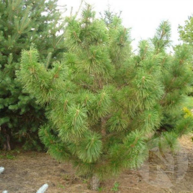 Chinese Red Pine (Pinus Tabuliformis) 10 seeds (#185)