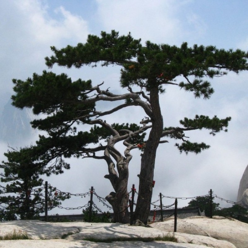 Pušis baltasėklė (Pinus Tabuliformis) sėklos - 10 vnt. (#185)