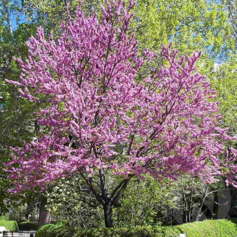 Chinese Redbud (Cercis Chinensis) 15 seeds
