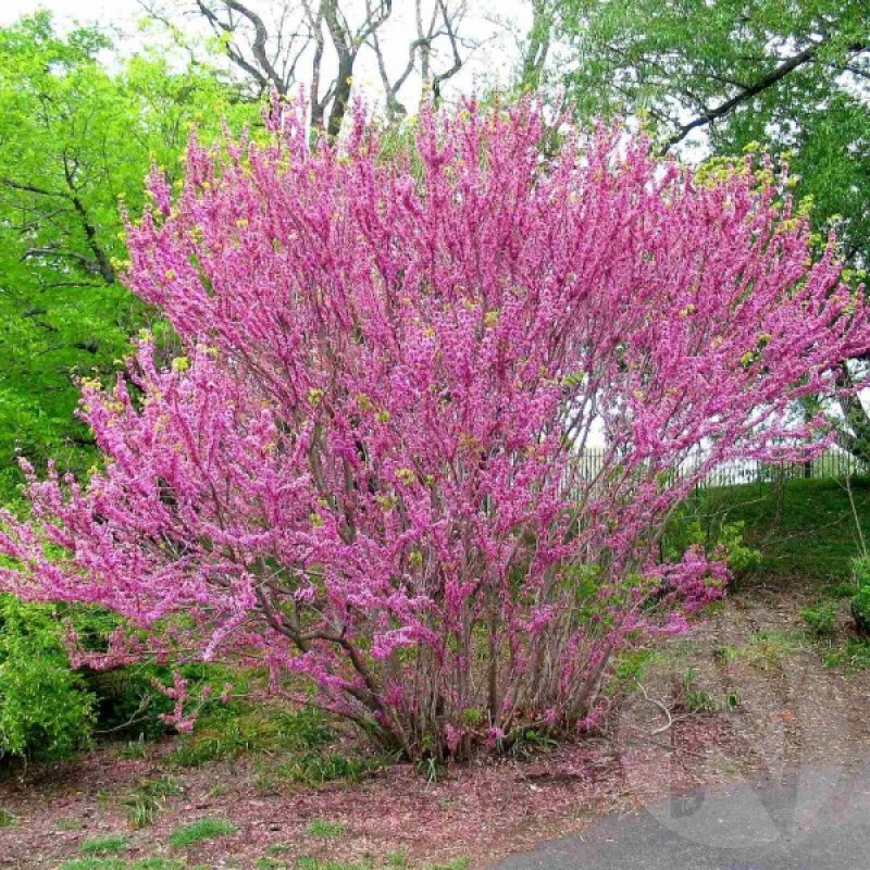 Chinese Redbud (Cercis Chinensis) 15 seeds