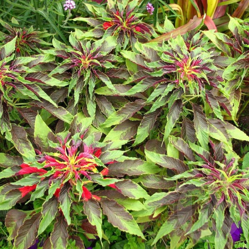 Chinese Spinach ThreeColor (Amaranthus Tricolor) 100 seeds (#906)