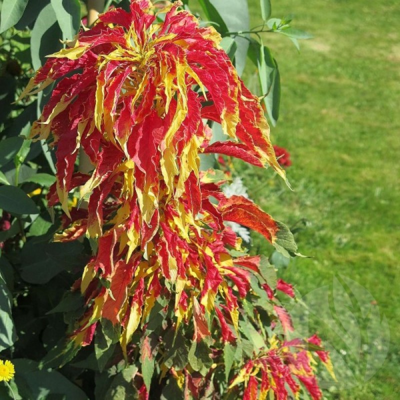 Chinese Spinach ThreeColor (Amaranthus Tricolor) 100 seeds (#906)