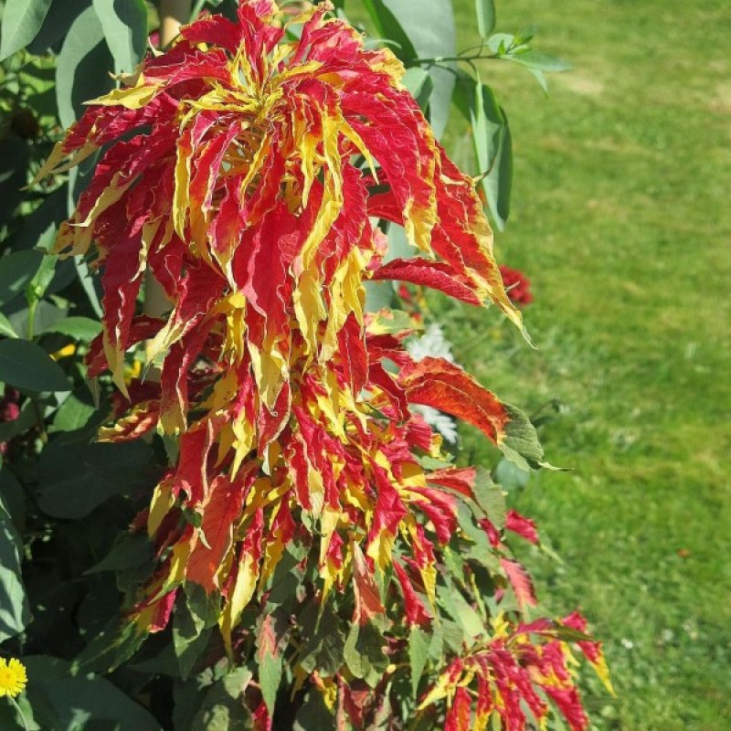 Burnotis Trisplavis (Amaranthus Tricolor) sėklos - 100 vnt (#906)