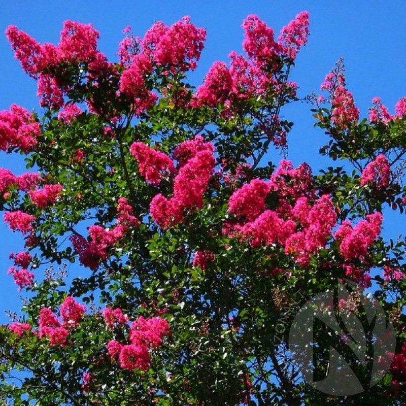 Crapemyrtle (Lagerstroemia Indica) 30 seeds (#178)