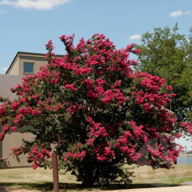 Crapemyrtle (Lagerstroemia Indica) 30 seeds (#178)