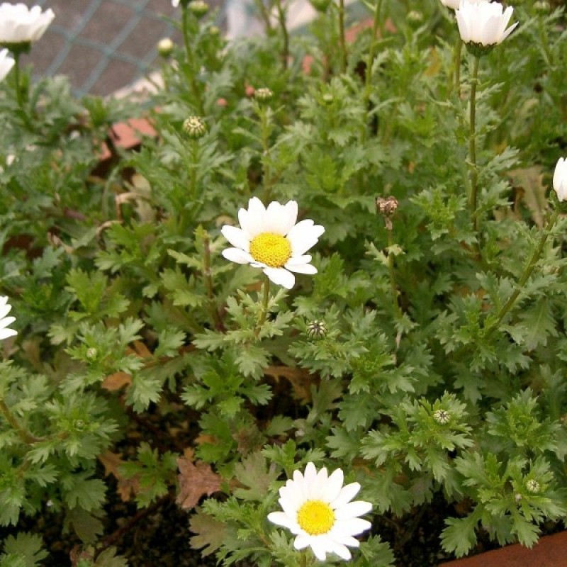 Creeping Daisy (Chrysanthemum paludosum) 150 seeds (#2112)