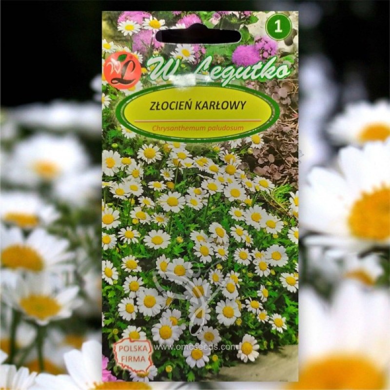 Creeping Daisy (Chrysanthemum paludosum) 150 seeds (#2112)