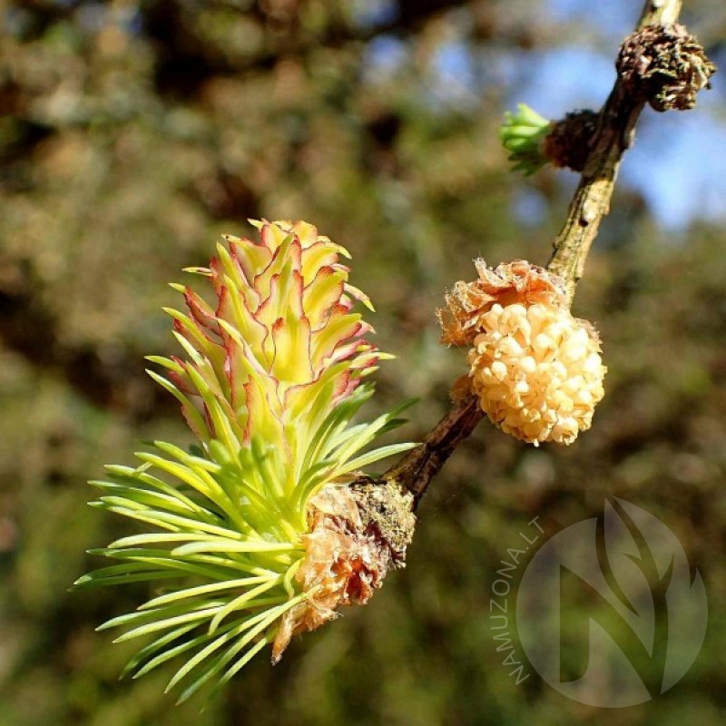 Maumedis daūrinis (Larix Gmelinii) sėklos - 20 vnt. (#44)