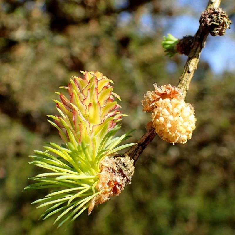 Maumedis daūrinis (Larix Gmelinii) sėklos - 20 vnt. (#44)