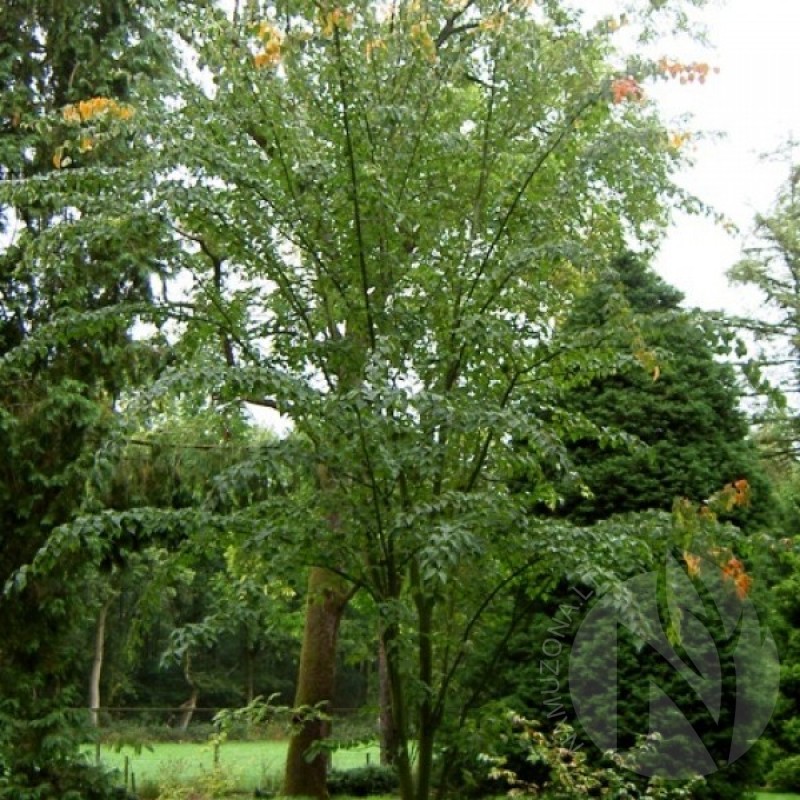 Klevas margažievis (Acer Davidii) sėklos - 10 vnt. (#96)