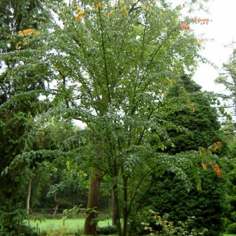 Klevas margažievis (Acer Davidii) sėklos - 10 vnt. (#96)