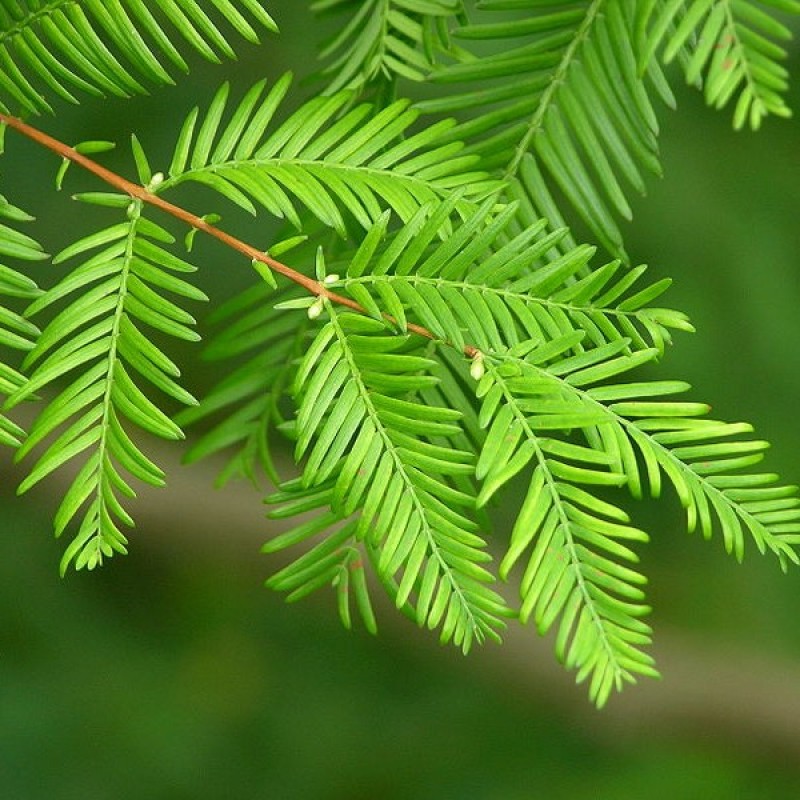 Dawn Redwood (Metasequoia Glyptostroboides) 30 seeds (#477)