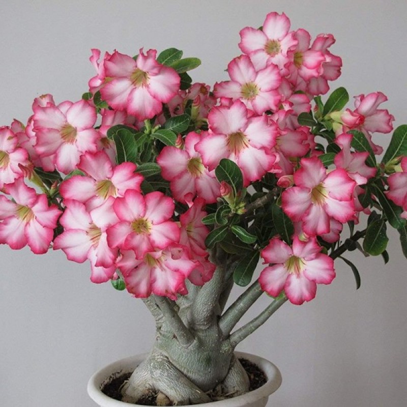Tinūtras - Dykumų rožė (Adenium Obesum) sėklos - 5 vnt (#2225)