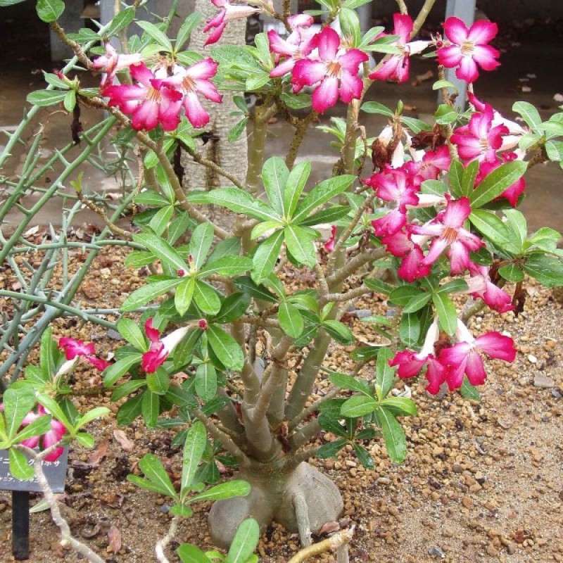 Tinūtras - Dykumų rožė (Adenium Obesum) sėklos - 5 vnt (#2225)