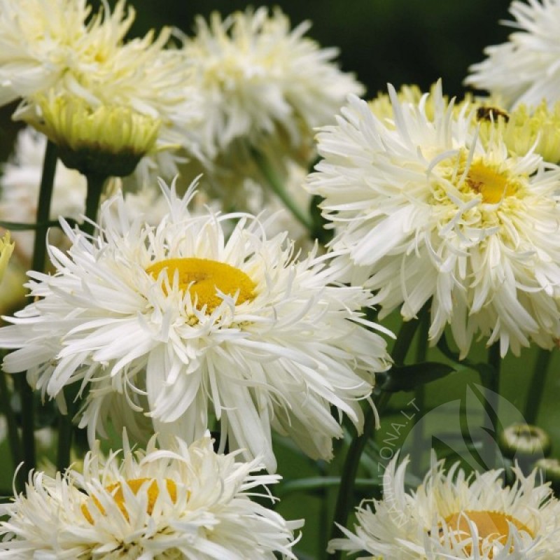 Didžiagraižė skaistažiedė (Chrysanthemum Leucanthemum Crazy Daisy) sėklos - 100 vnt (#1888)