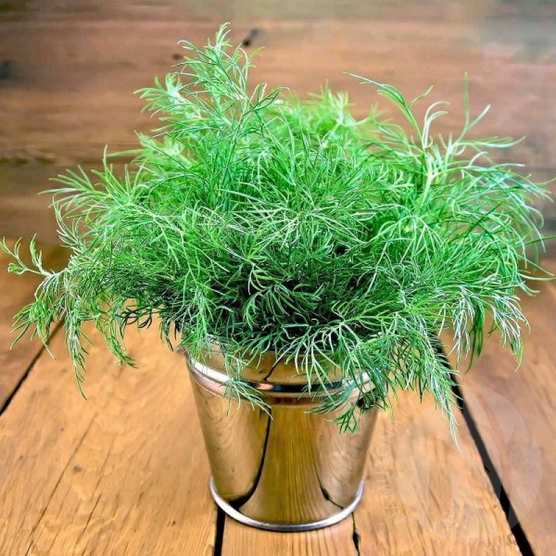 Dill Compact (Anethum Graveolens Bouquet) 2500 seeds (#1125)