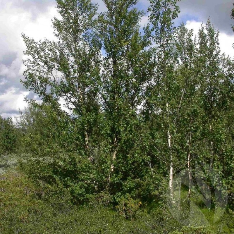 Beržas plaukuotasis (Betula Pubescens) sėklos - 100 vnt (#820)