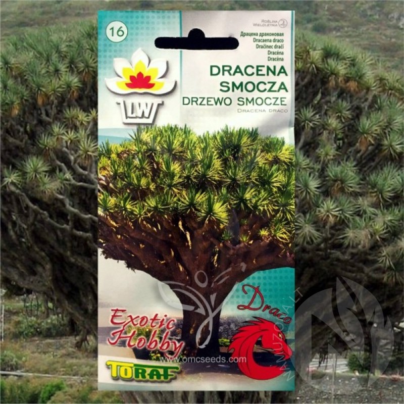 Dragon Tree (Dracaena Draco green) 5 seeds (#1868)